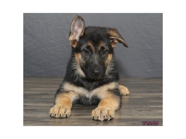 German Shepherd Dog DOG Female Black / Tan 8465 Petland Rome, Georgia