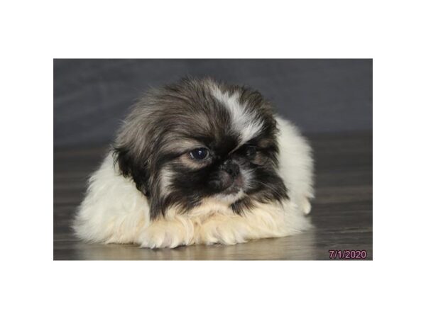 Pekingese DOG Male Sable / White 8466 Petland Rome, Georgia