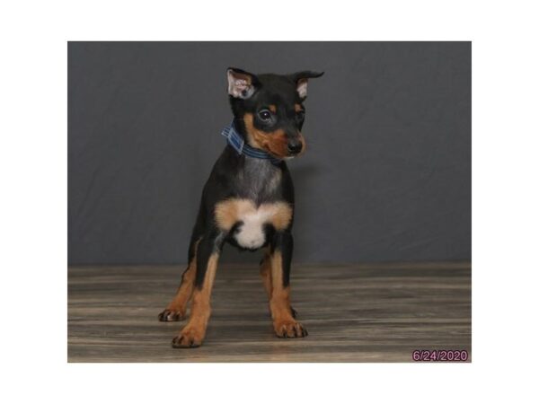 Miniature Pinscher DOG Male Black / Tan 8467 Petland Rome, Georgia