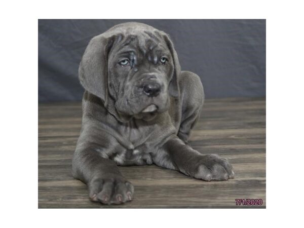 Neapolitan Mastiff-DOG-Female-Blue-18934-Petland Rome, Georgia