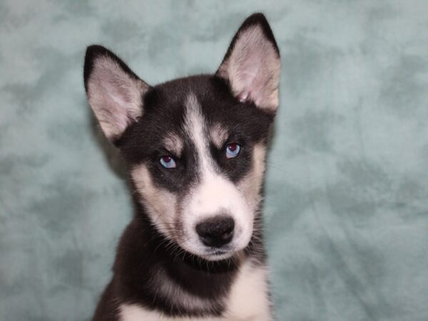 Siberian Husky DOG Female Black and White 8468 Petland Rome, Georgia