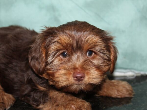 Yorkshire Terrier DOG Female CHOC TAN 8473 Petland Rome, Georgia