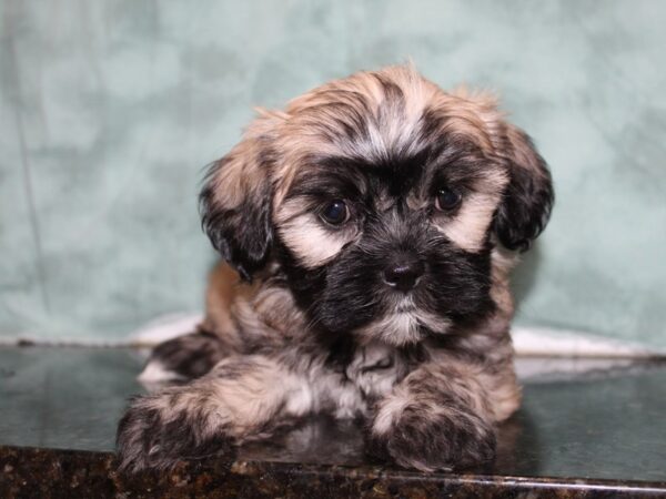 Teddy-DOG-Female-brown white-8471-Petland Rome, Georgia