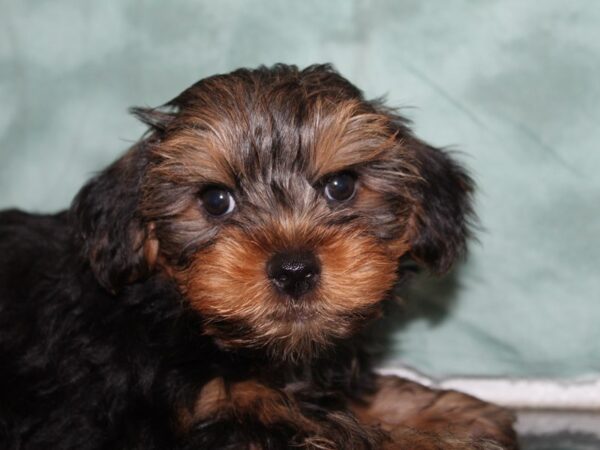 Yorkshire Terrier DOG Male Black Tan 8472 Petland Rome, Georgia