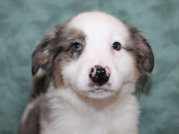 Aussimo-DOG-Male-Blue Merle-8469-Petland Rome, Georgia