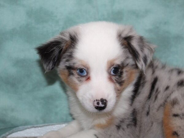 Miniature Australian Shepherd DOG Male BLUE MERLE 8470 Petland Rome, Georgia