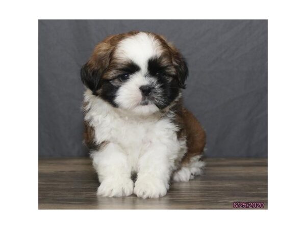 Shih Tzu DOG Male Red / White 8474 Petland Rome, Georgia