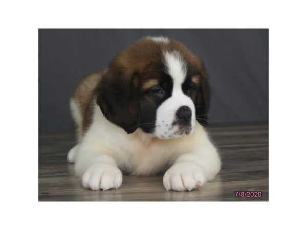 Saint Bernard DOG Female Brown / White 8476 Petland Rome, Georgia