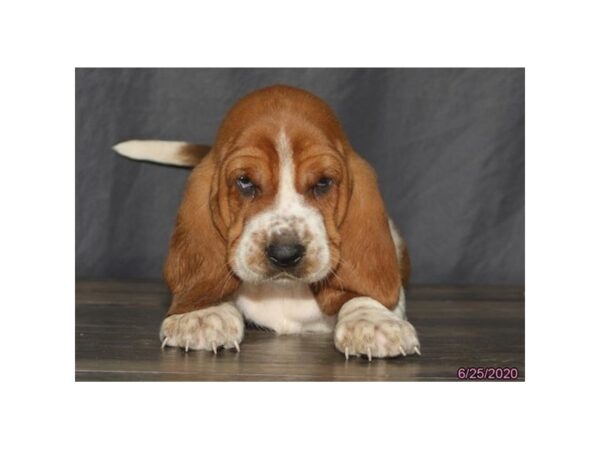 Basset Hound DOG Male Brown / White 18946 Petland Rome, Georgia