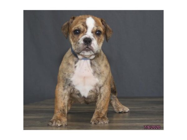 Bulldog/Beagle DOG Female Brindle 18948 Petland Rome, Georgia