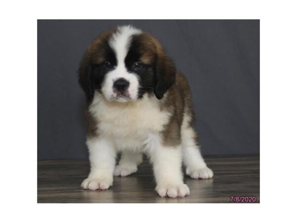 Saint Bernard DOG Male Brown / White 18947 Petland Rome, Georgia