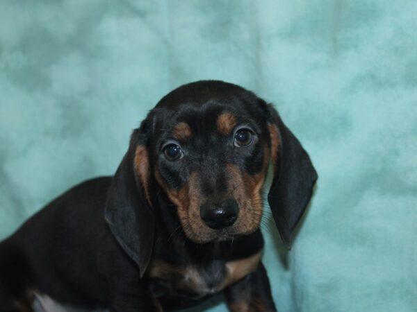 Dachshund DOG Male Black and Tan 18943 Petland Rome, Georgia