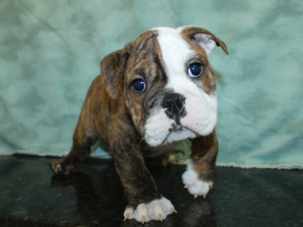 English Bulldog DOG Male Red, Brindle and white 18944 Petland Rome, Georgia