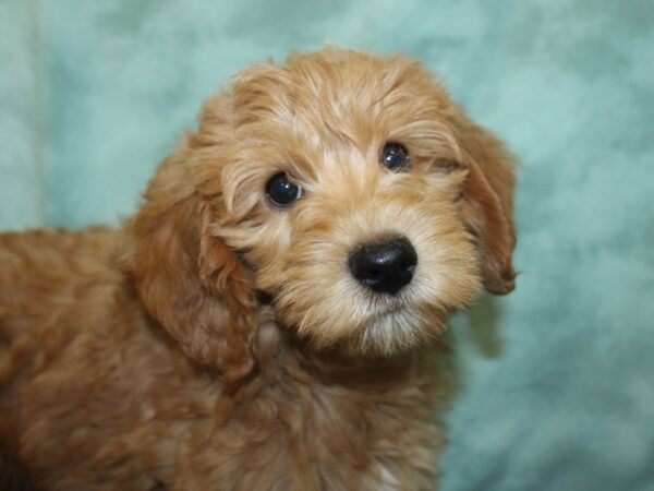 F2 MINI GOLDENDOODLE DOG Male Cream & White 18937 Petland Rome, Georgia