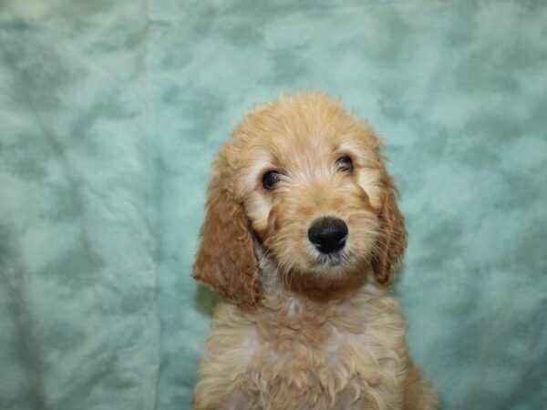 IrishDoodle DOG Male Red 18936 Petland Rome, Georgia