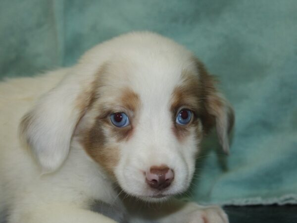 Miniature Australian Shepherd DOG Female RED MERLE 18938 Petland Rome, Georgia