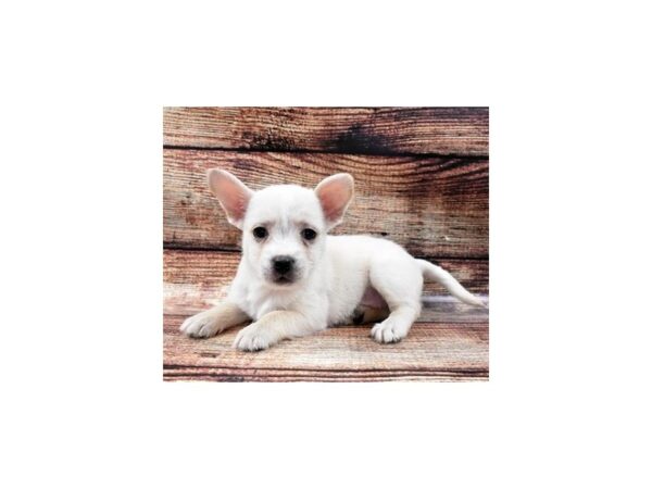 French-westies DOG Female White 18956 Petland Rome, Georgia