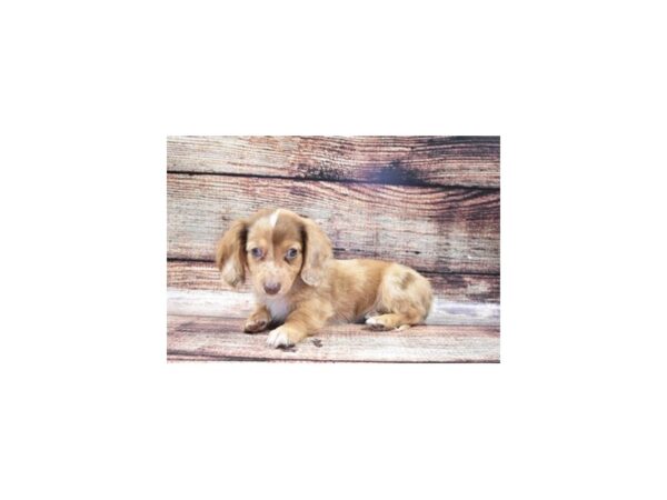 Dachshund DOG Male Red 18952 Petland Rome, Georgia