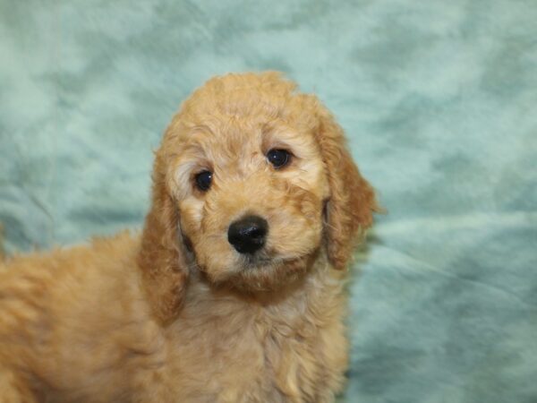 Goldendoodle DOG Male Golden 18949 Petland Rome, Georgia