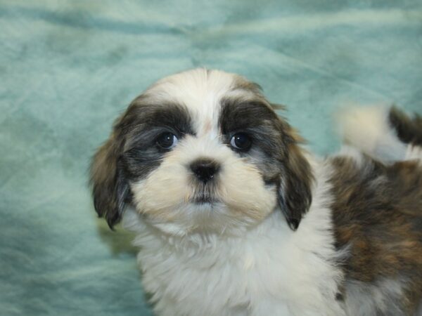 Teddy Bear DOG Female Brown White 18939 Petland Rome, Georgia