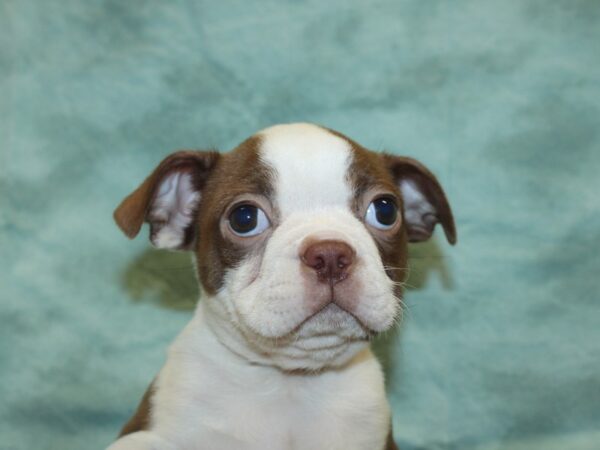 Boston Terrier DOG Male RED WHITE 18960 Petland Rome, Georgia