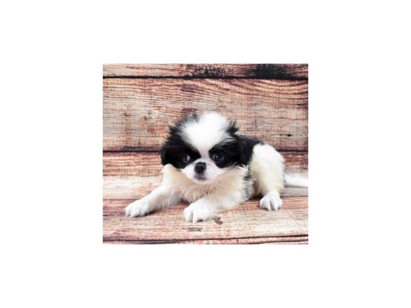 Japanese Chin-DOG-Male-Black and White-8489-Petland Rome, Georgia