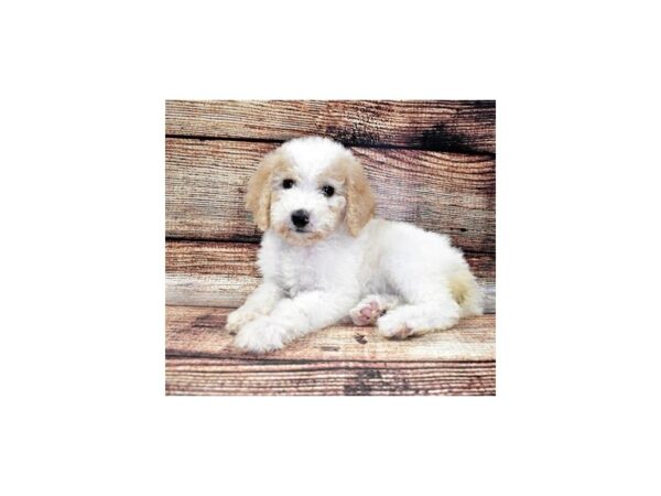 Standard Poodle-DOG-Female-Cream and White-8490-Petland Rome, Georgia