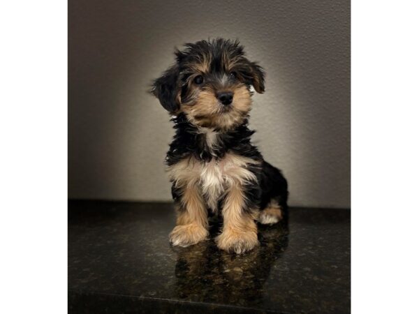 Yorkie Poo DOG Female BLK TAN 18961 Petland Rome, Georgia