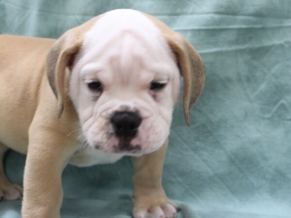 Bulldog/Beagle DOG Male Fawn 8475 Petland Rome, Georgia