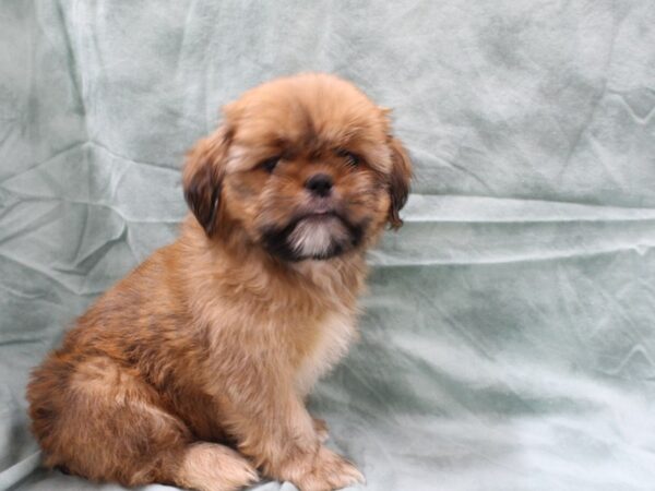 Shih Tzu DOG Male red and white 8485 Petland Rome, Georgia