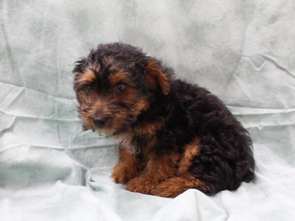 Yorkie Poo DOG Male BLK TAN 8480 Petland Rome, Georgia