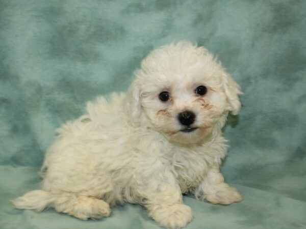 Bichon Frise DOG Male WH 18967 Petland Rome, Georgia