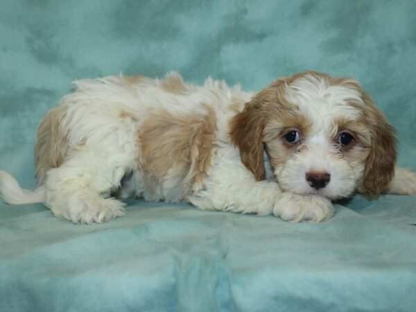 Cava Poo-DOG-Female-RED WHITE-18969-Petland Rome, Georgia