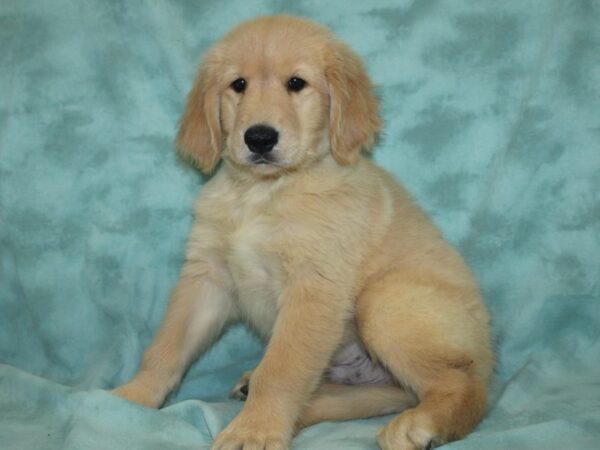 Golden Retriever DOG Male Golden 18964 Petland Rome, Georgia