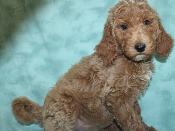 Goldendoodle DOG Female Red White 18962 Petland Rome, Georgia