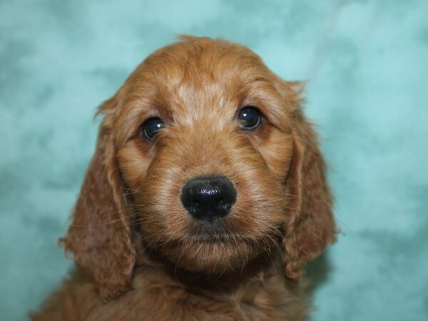 Goldendoodle DOG Female Golden 18963 Petland Rome, Georgia