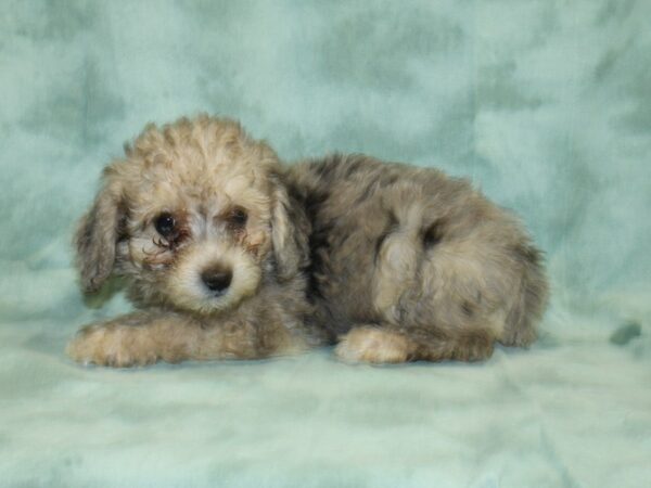 Miniature Poodle DOG Female BLUE MERLE 18966 Petland Rome, Georgia