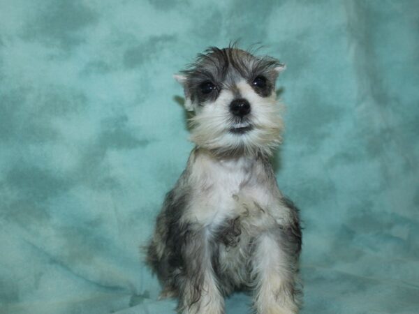 Miniature Schnauzer DOG Female SALT PEPPER 18970 Petland Rome, Georgia