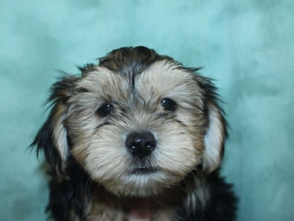 Morkie DOG Male BLK TAN 18968 Petland Rome, Georgia