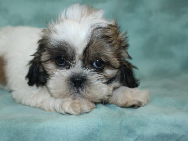 Shih Tzu DOG Male BRN WH 18965 Petland Rome, Georgia