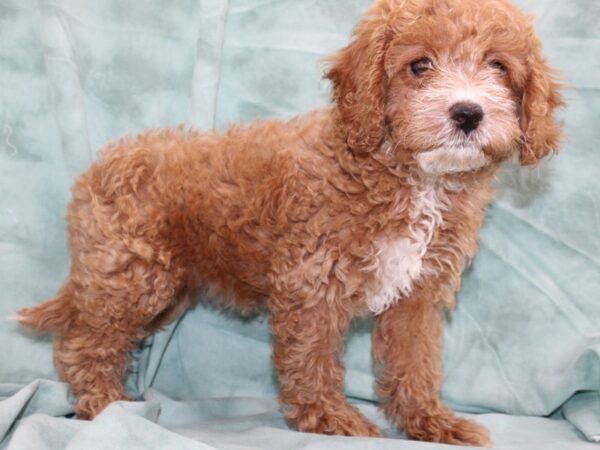 Cockadoodle DOG Female RED 8497 Petland Rome, Georgia