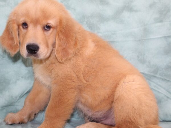 Golden Retriever DOG Female Golden 8494 Petland Rome, Georgia