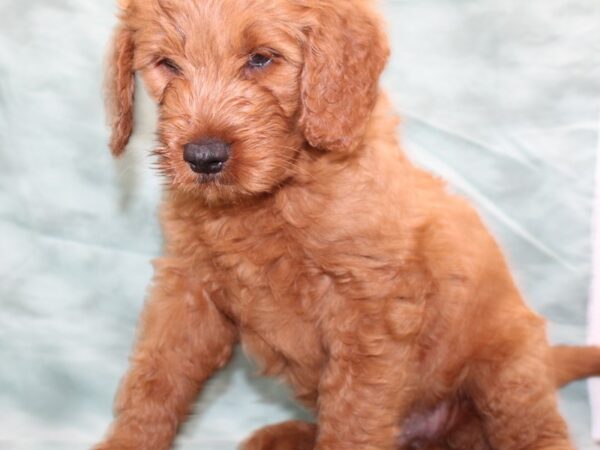 Goldendoodle DOG Female Apricot 8492 Petland Rome, Georgia