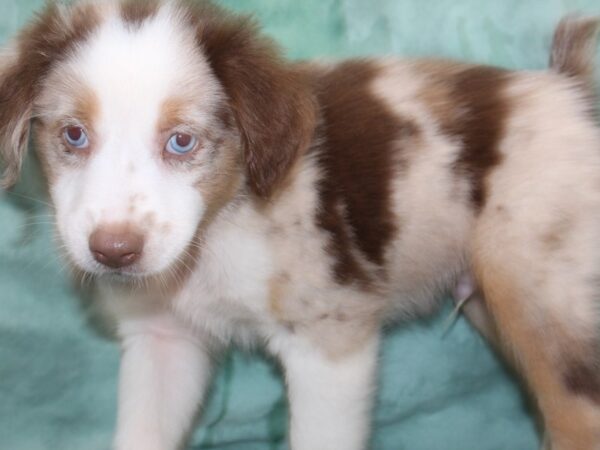 Miniature Australian Shepherd DOG Male RED MERLE 8478 Petland Rome, Georgia