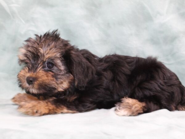 Morkie DOG Male blk tan 8496 Petland Rome, Georgia