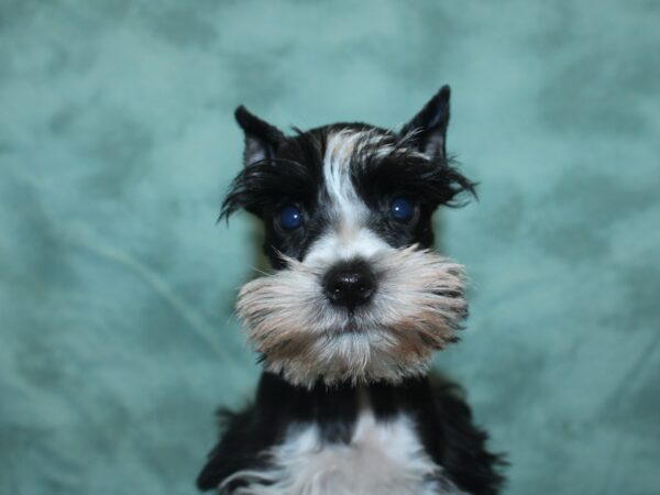 Mini Schnauzer-DOG-Female-BLK WHITE-18978-Petland Rome, Georgia