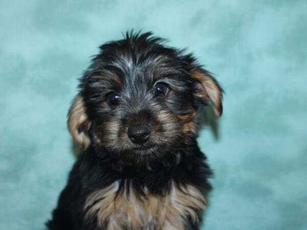 Yorkshire Terrier DOG Male Black Tan 18977 Petland Rome, Georgia