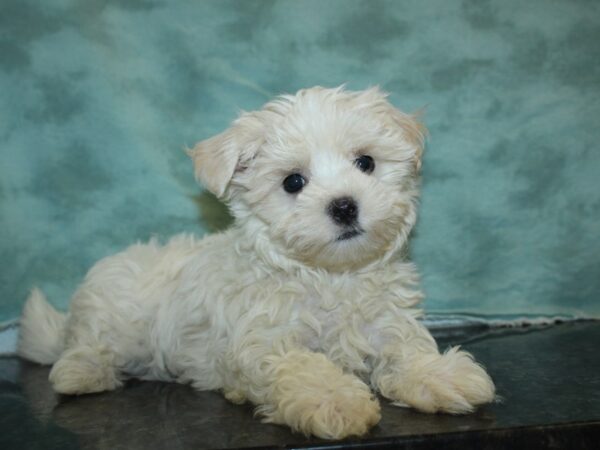 Maltese DOG Male WHITE 18976 Petland Rome, Georgia