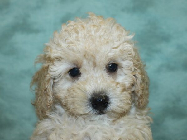 Miniature Poodle DOG Male LIGHT RED 18975 Petland Rome, Georgia