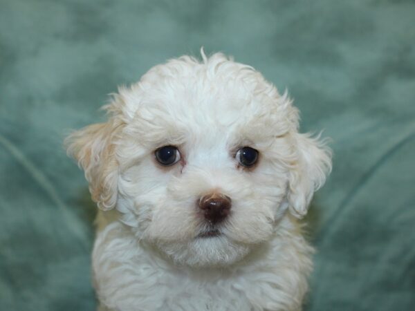 Havanese DOG Male BROWN WH 18974 Petland Rome, Georgia